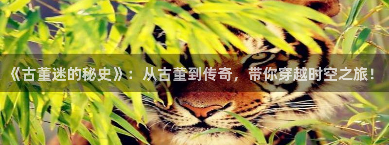 久久小说txt官网：《古董迷的秘史》：从古董到传奇，带你穿越时空之旅！