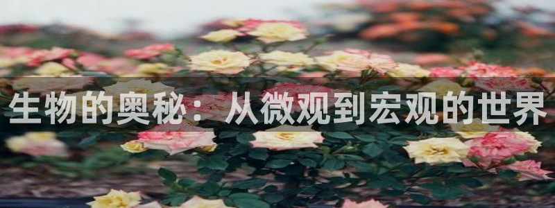 久久小说av